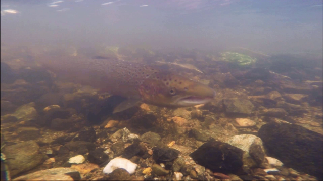 Les saumons du Léguer en vidéo !