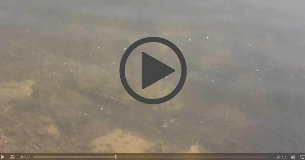 L’ineptie de la date d’ouverture des carnassiers