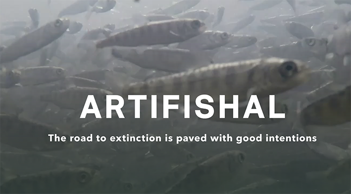 Artifishal, le film qui montre la vérité sur les élevages de poissons