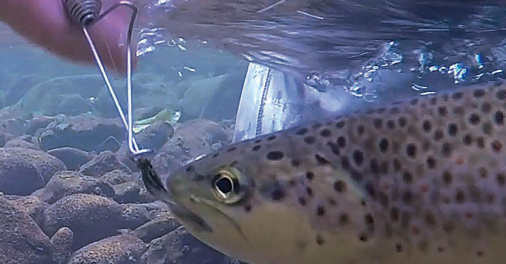 Le MP Releaser, plébiscité par les poissons