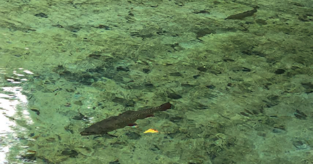 Sommedieue. La truite au fond des yeux