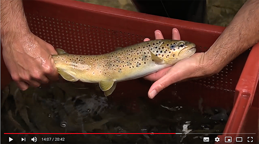 Le bel exemple de l&rsquo;Albarine