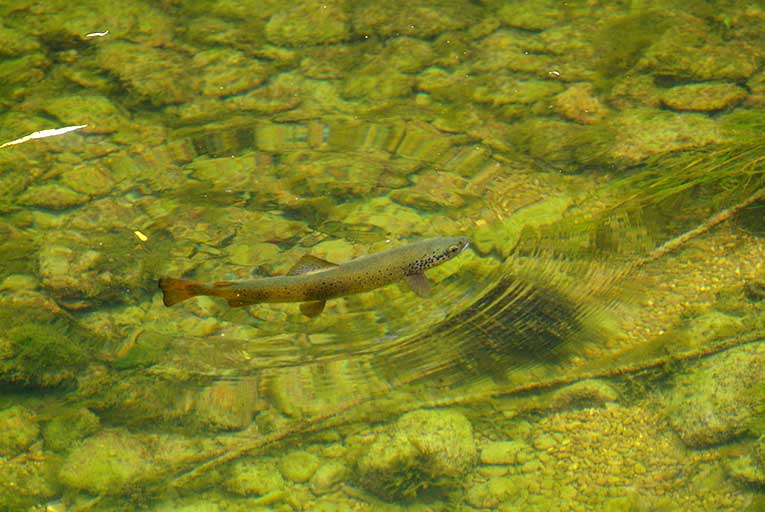 Coronavirus, les ventes de permis de pêche en chute libre. Vers une prolongation de la saison ?
