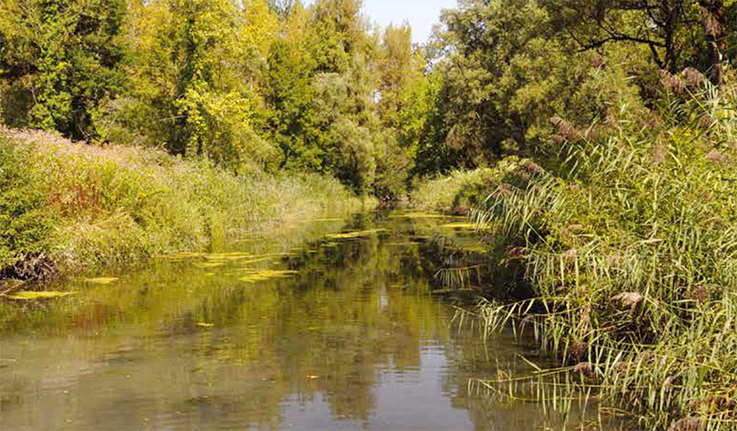Une conférence sur la restauration écologique du Rhône