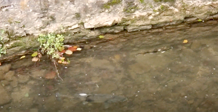 Nouvelles mortalités sur la Loue !