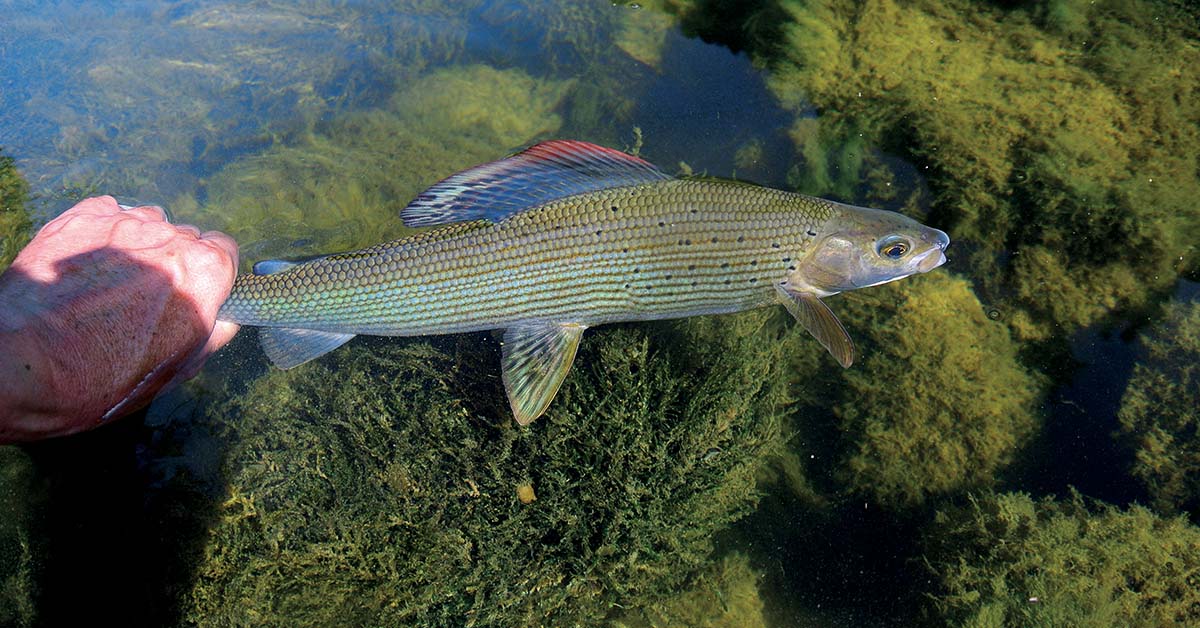 Le comportement alimentaire truites et des ombres de la haute Loue : une approche isotopique