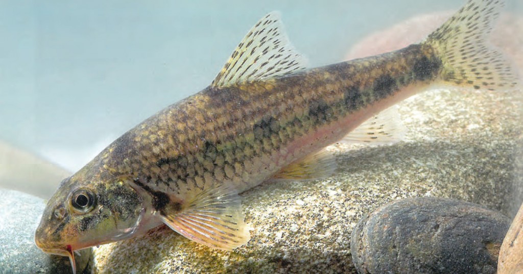 Qui sont les poissons de nos régions ?