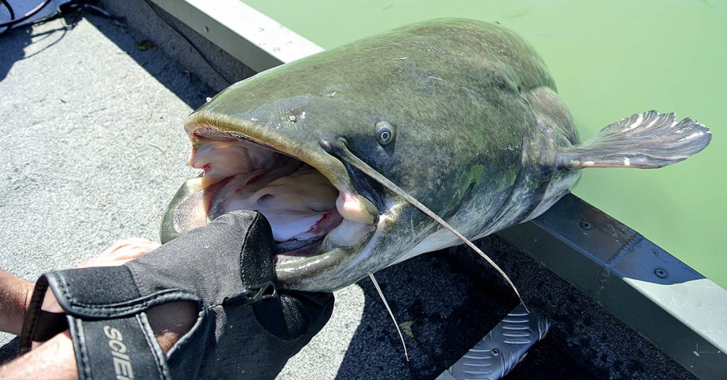 Silure, stop à la psychose !