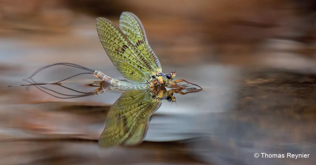 La vie privée des mouches