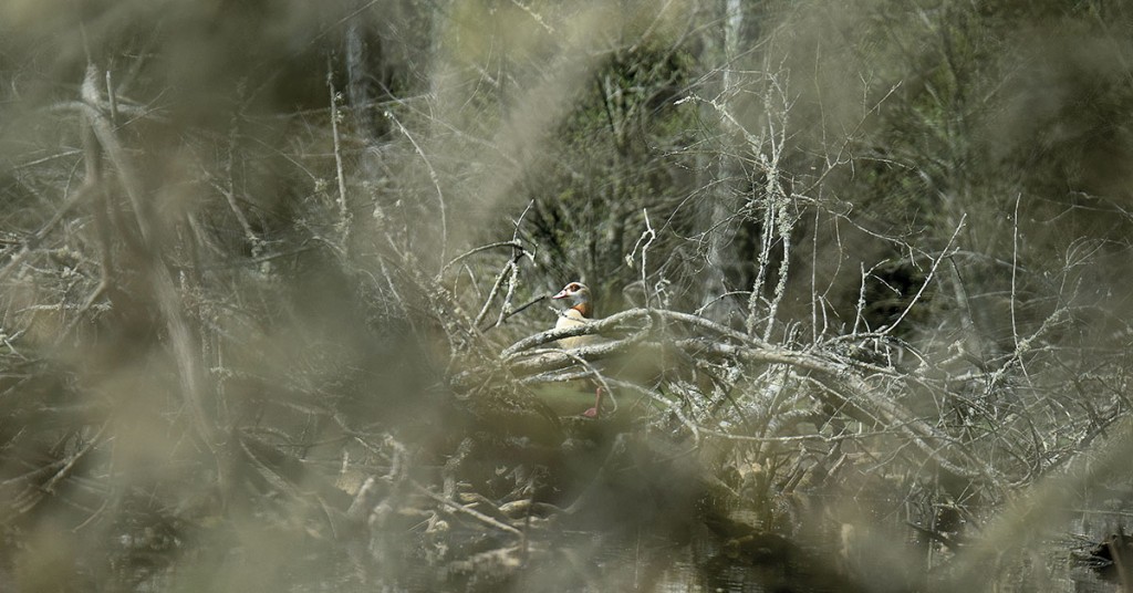 Ah ! l’ouette, (je te plumerai…)