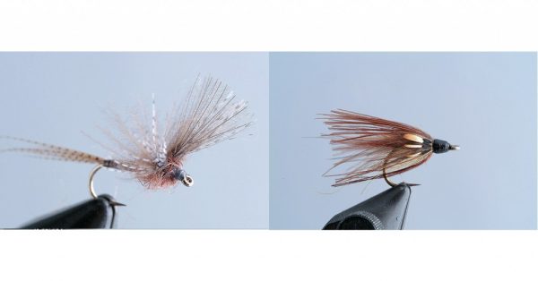 Émergente d’éphémère