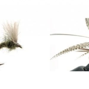 Émergente d'olive de printemps