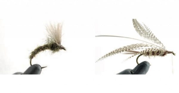 Émergente d'olive de printemps