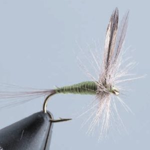 Araignée à ailes verticales