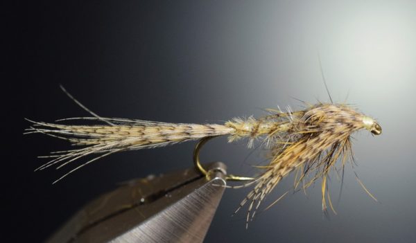 Émergente de mouche de mai ouette