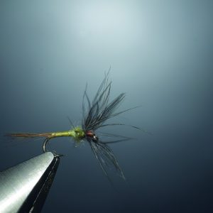 BWO d’automne en poule d’eau