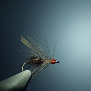 Fourmi brune des bois