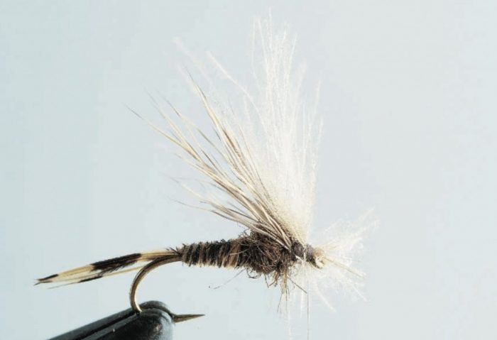 Émergente elk et CDC