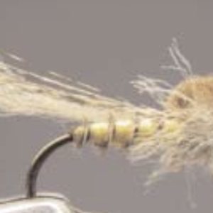 Émergente d’éphemère