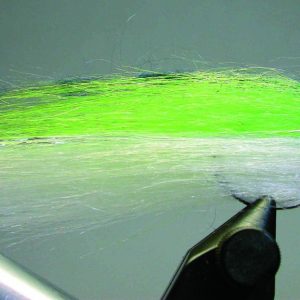 Alevin “Fish Fuzz”