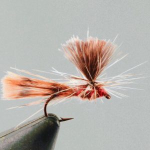 Sedge Parachute