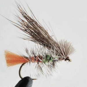 Criquet ou sauterelle