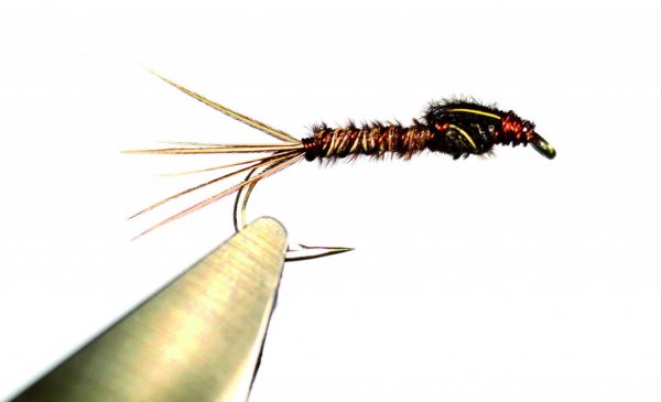 La pheasant tail