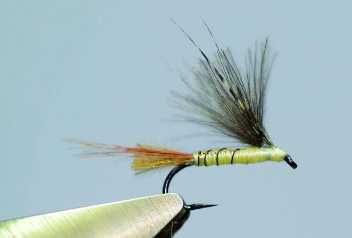 Emergente de baetidae