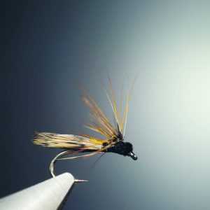 Sedge bécasse splitsville