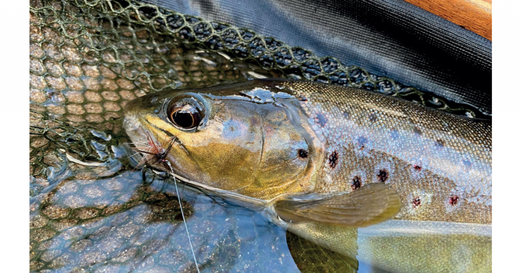 La palm* en palmer (*Pêche à la mouche)