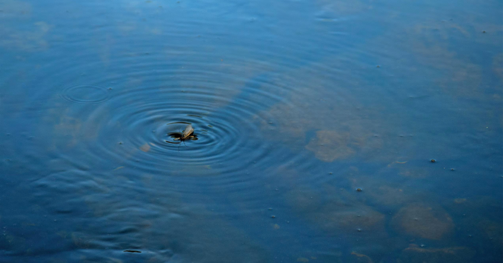 L’équation du gobage