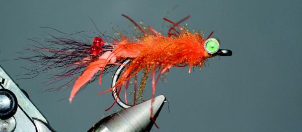 Puglisi tarantula crab