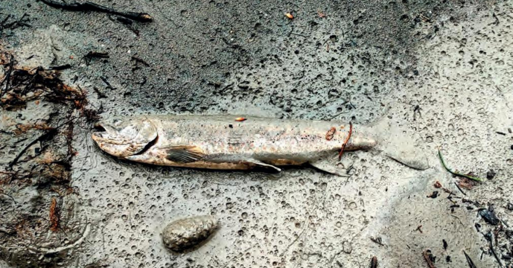 La Durance dévastée sur une quinzaine de kilomètres après une vidange de barrage