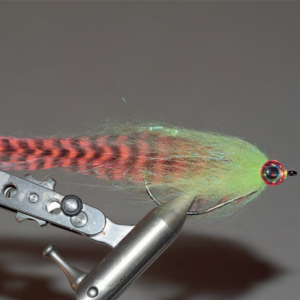 Chinchilla spéciale