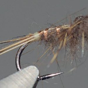 Nymphe d’éphémère