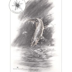 Truite sautant et éphémères