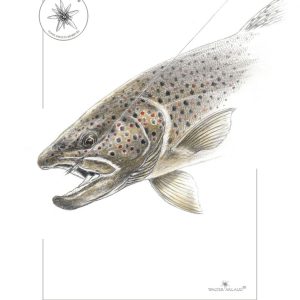 Portrait de Truite fario