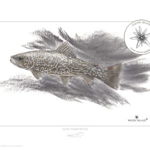 Truite marbrée / Marmorata