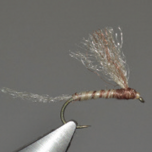 March brown Enrico Puglisi