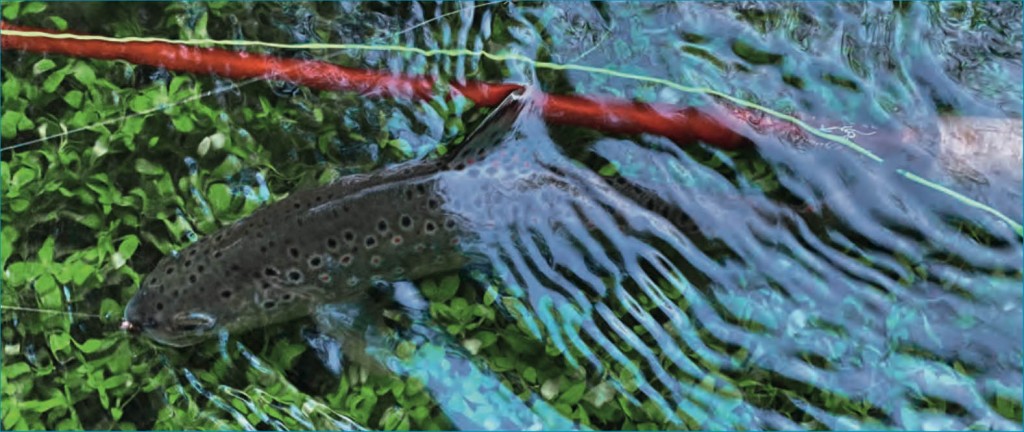 P.S n°74: La pêche à la nymphe au fil posé en rivière