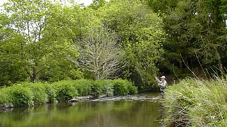 La loutre et le bambou