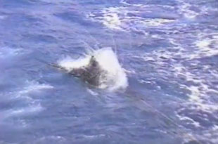 Stewart Campbell et le Marlin