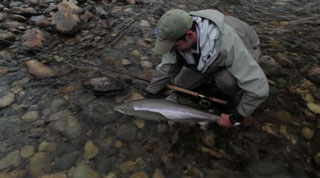 Gaula ! Les Saumons de Norvège.