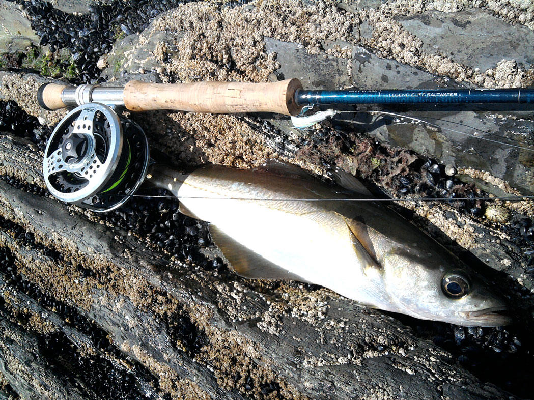 Canne St Croix Legend Elite Saltwater