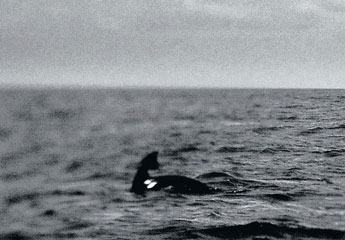 La Nouvelle-Zélande face à la pire marée noire de son histoire