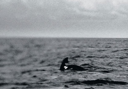 Un continent de déchets grand comme six fois la France