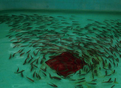 Des marquages massifs pour étudier l’efficacité des repeuplements