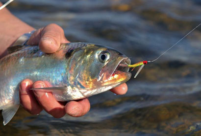 Une partie de pêche à l’alose sur l’Ardèche avec Bruno Beusse