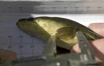 L’Anguille européenne : une espèce en danger