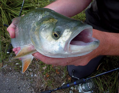 L’Aspe ou les frasques d’un cyprin pas comme les autres…